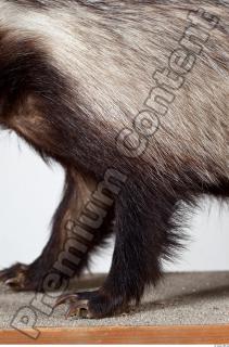 Badger body photo reference 0008